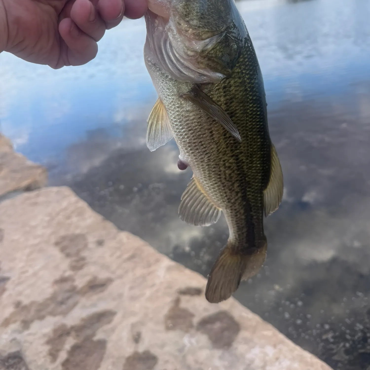Largemouth bass caught on Fishbrain