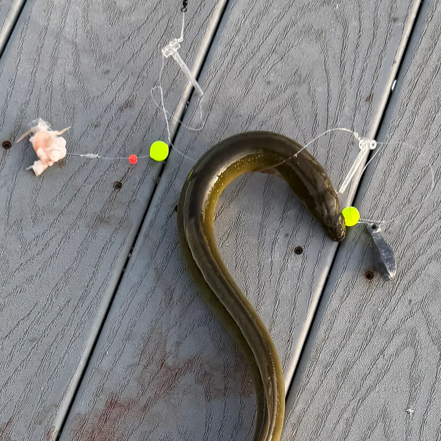 American eel caught on Fishbrain