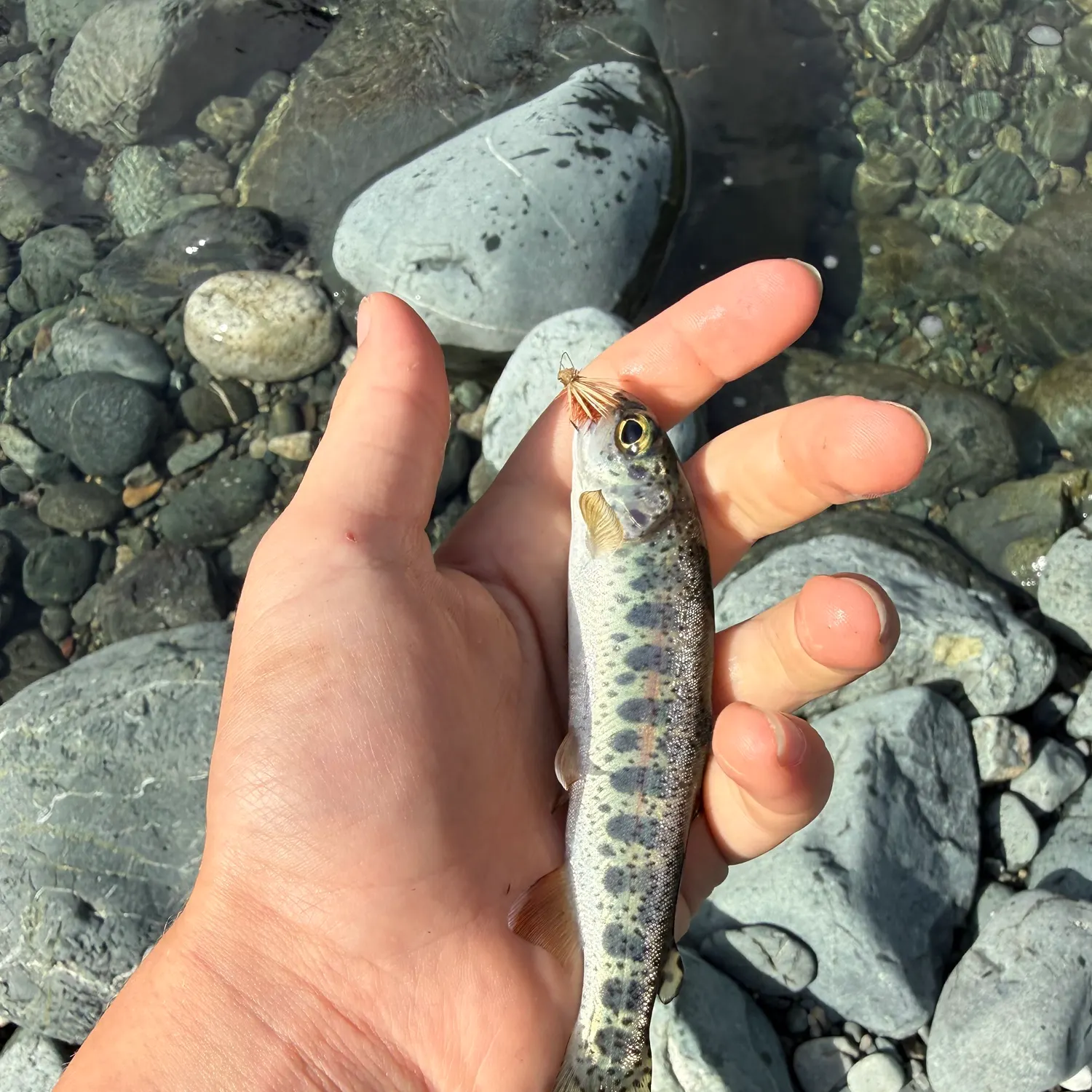 Rainbow trout caught on Fishbrain