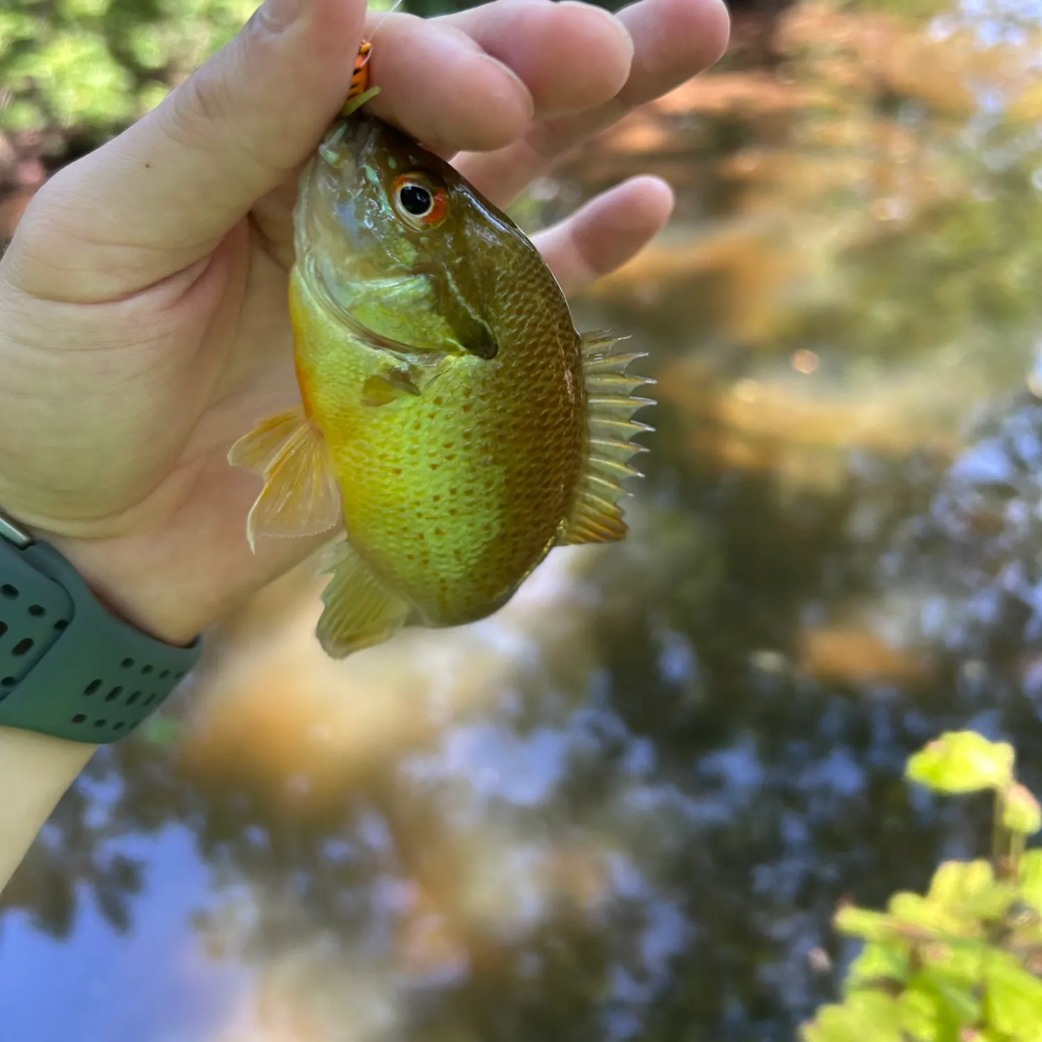 Redbreast sunfish caught on Fishbrain