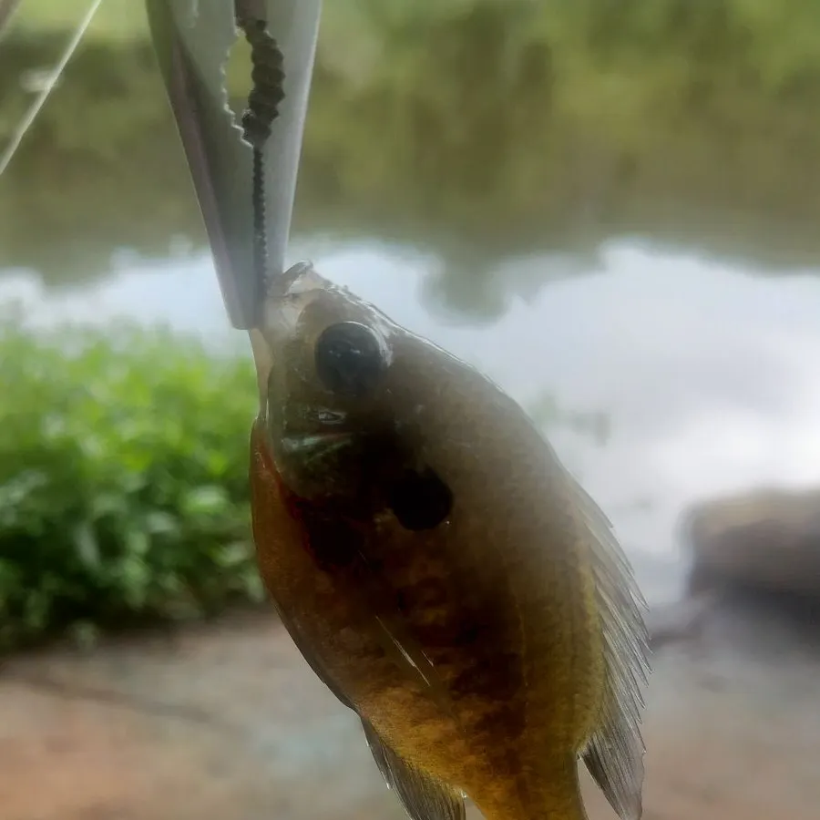 Bluegill caught on Fishbrain