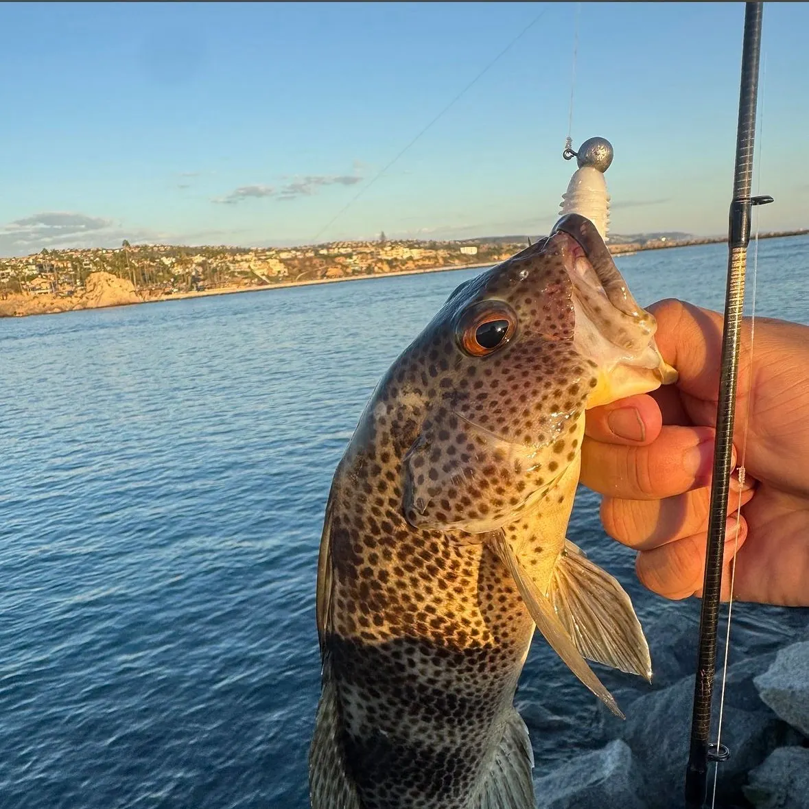Spotted sand bass caught on Fishbrain