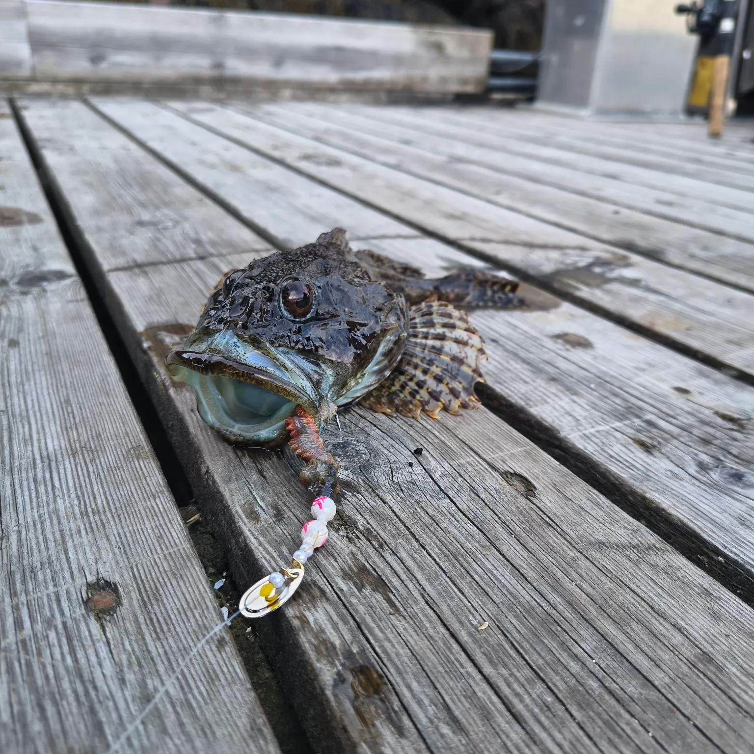 The most recent Shorthorn sculpin catches on Fishbrain