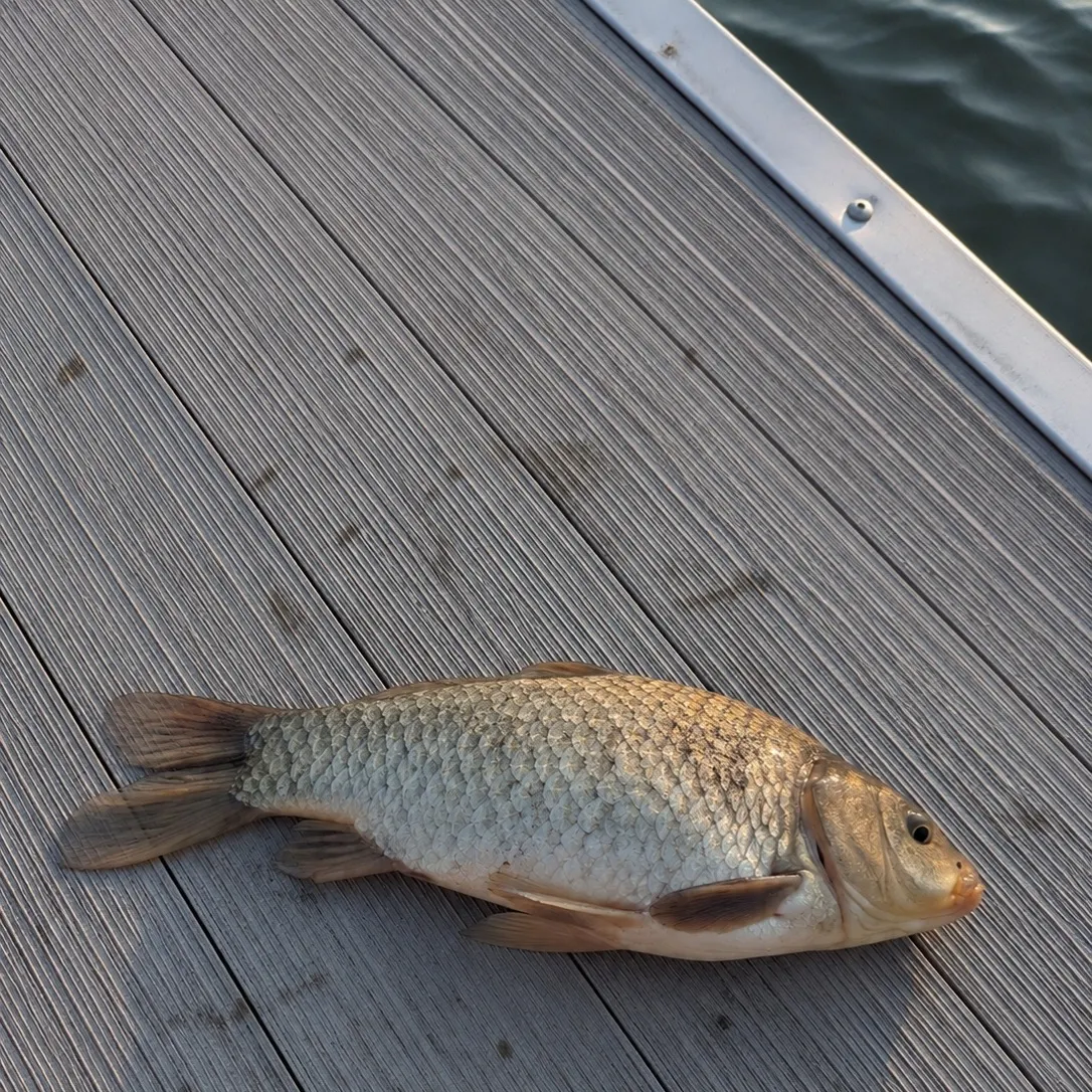 The most recent Prussian carp catches on Fishbrain