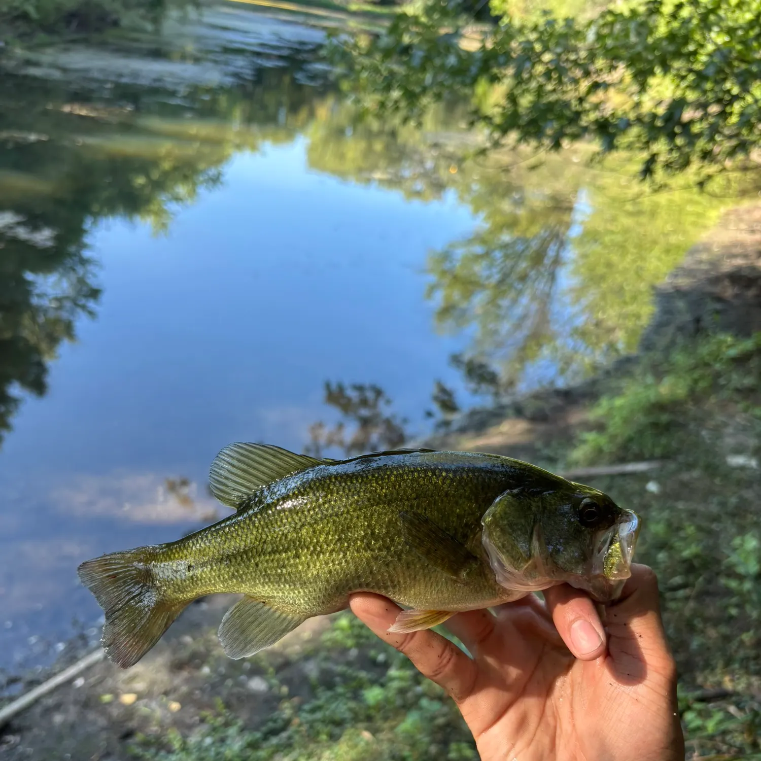 Largemouth bass caught on Fishbrain