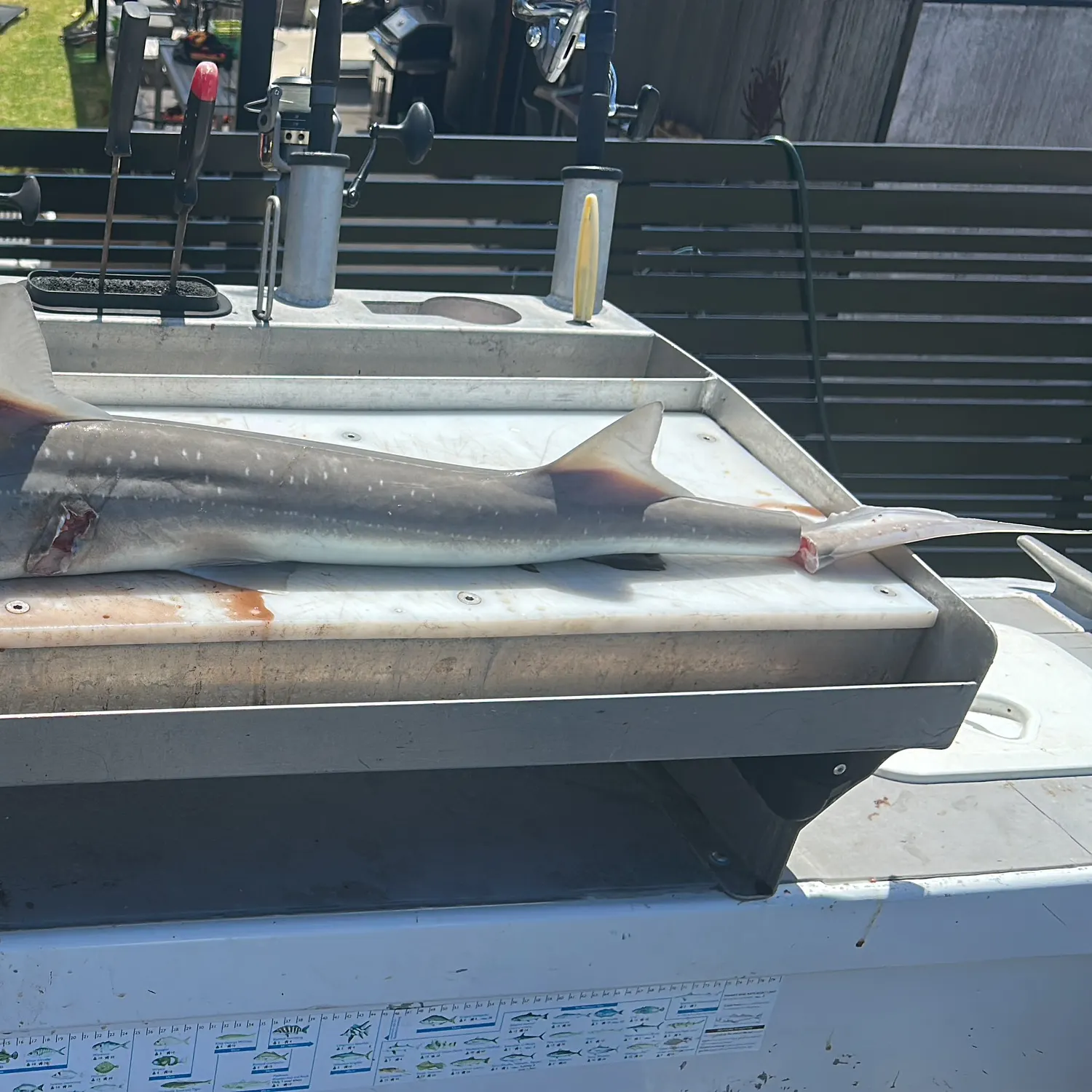 The most recent Gummy shark catches on Fishbrain