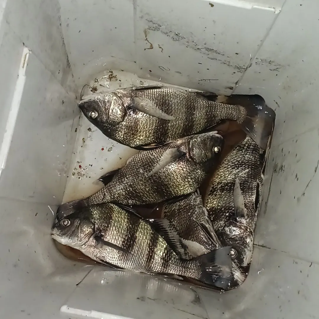 The most recent Black drum catches on Fishbrain