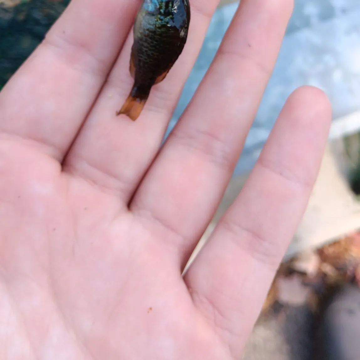 Pumpkinseed caught on Fishbrain