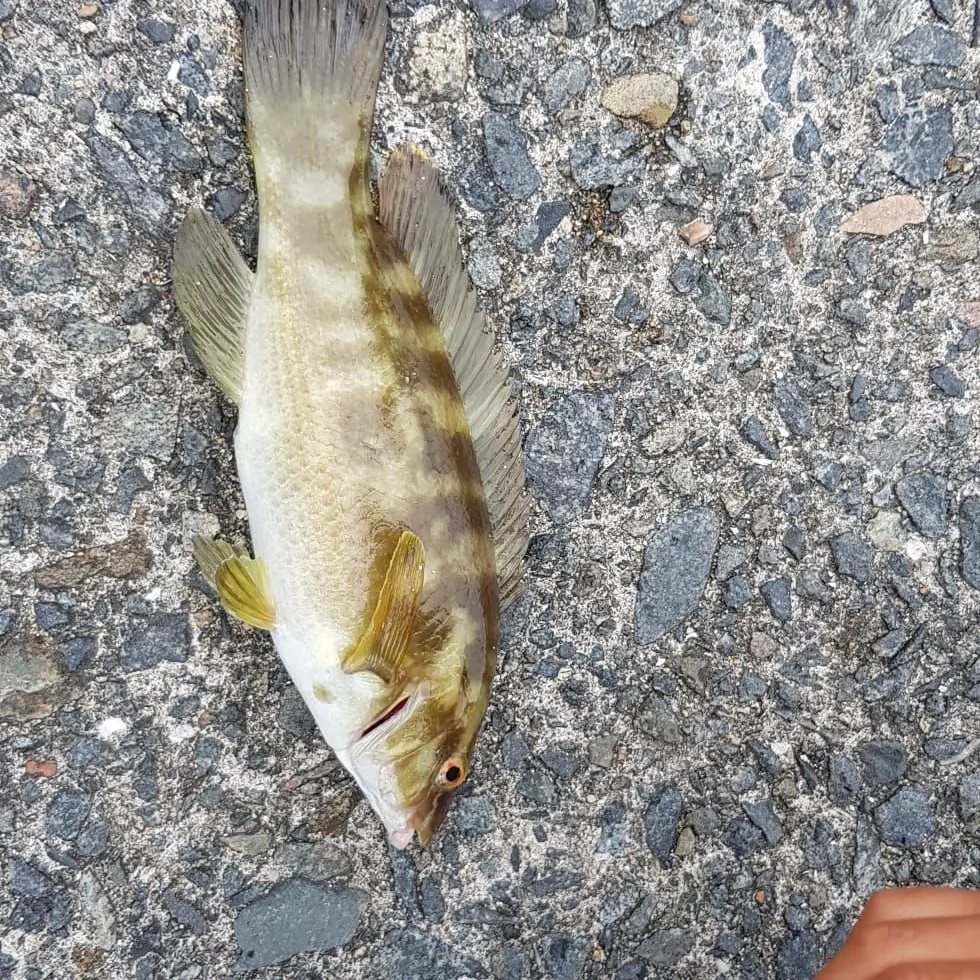 The most recent Ballan wrasse catches on Fishbrain
