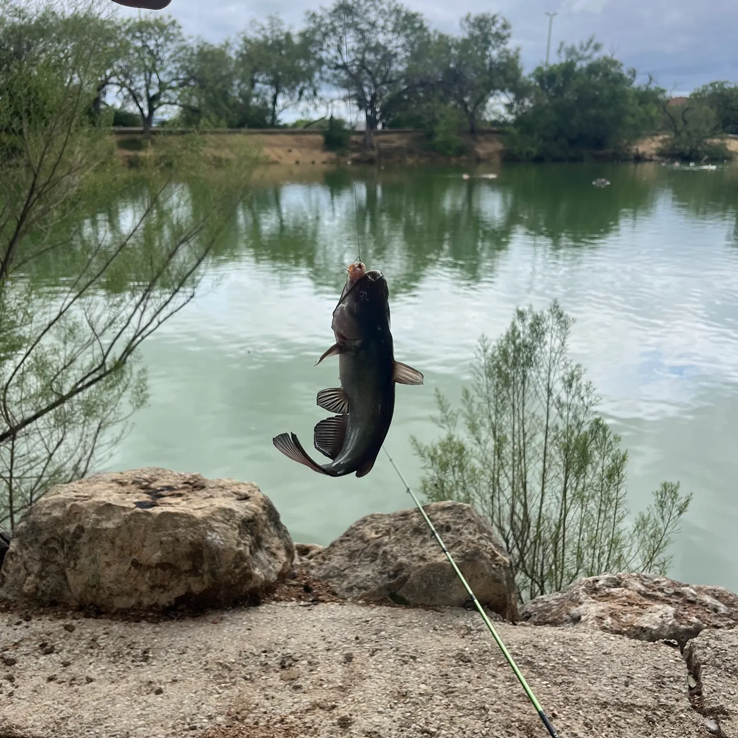 Fish caught on Fishbrain