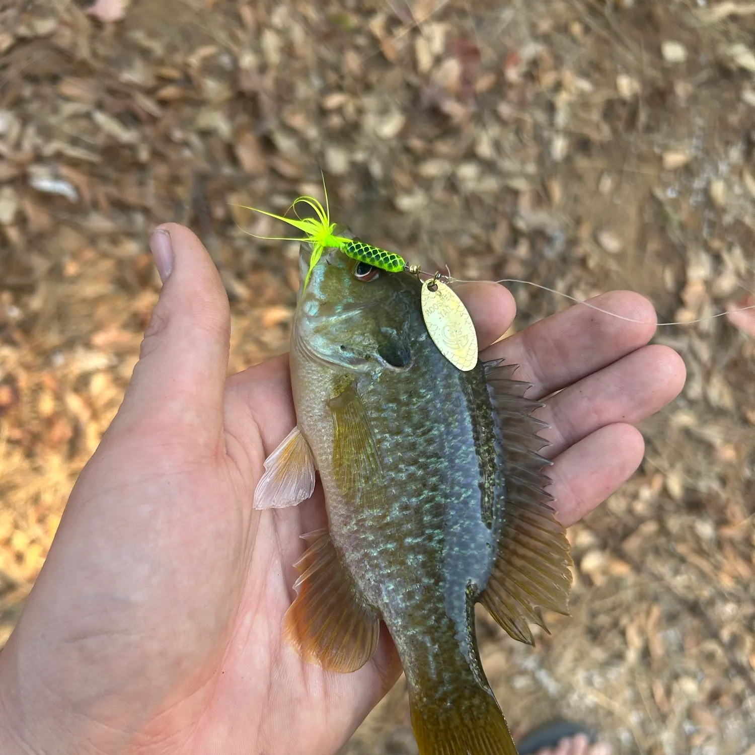 Greengill hybrid caught on Fishbrain