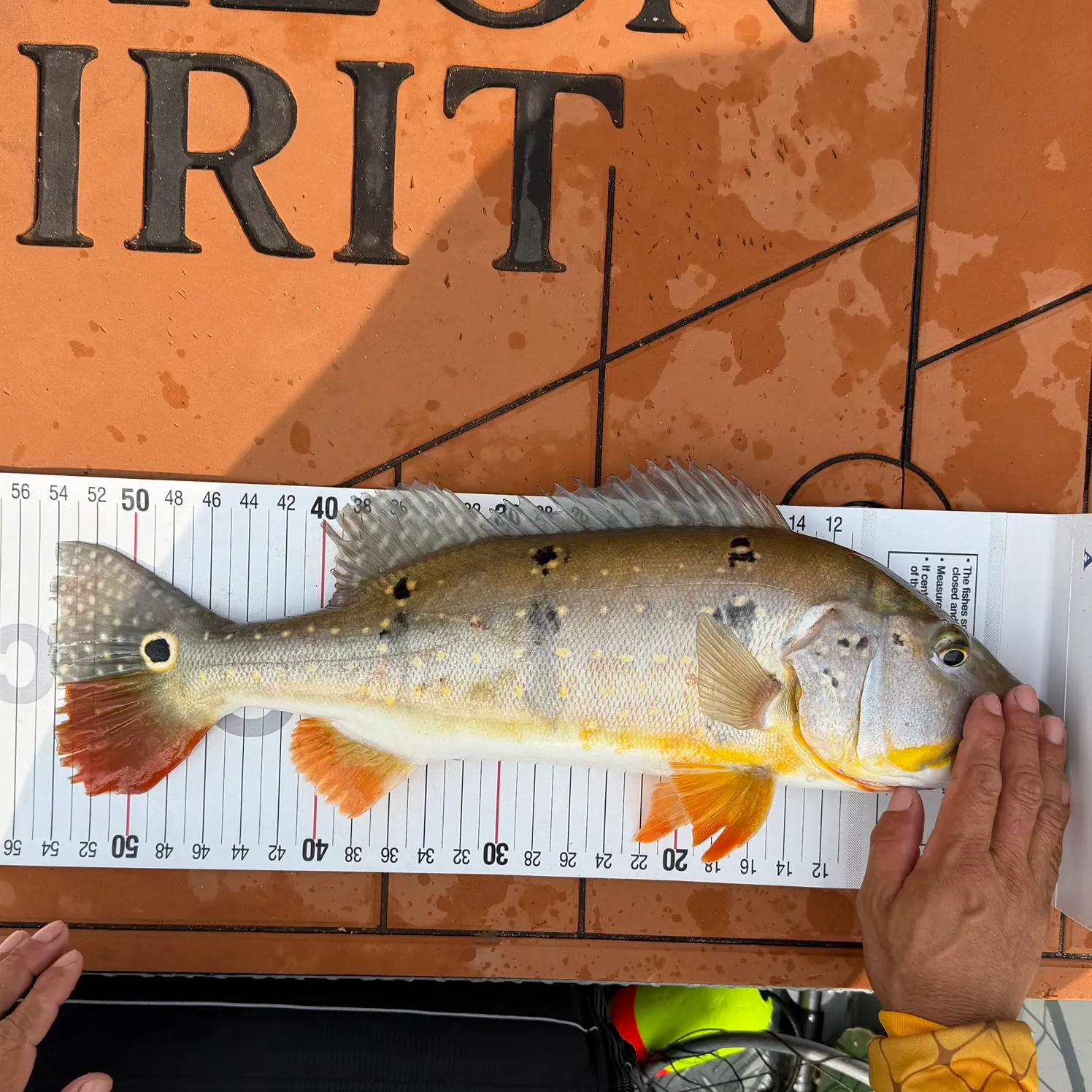 Butterfly peacock bass caught on Fishbrain