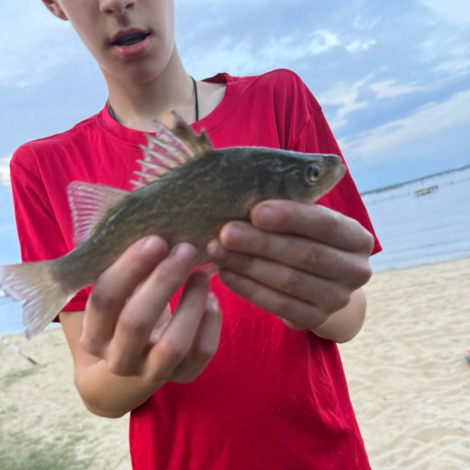 White perch caught on Fishbrain
