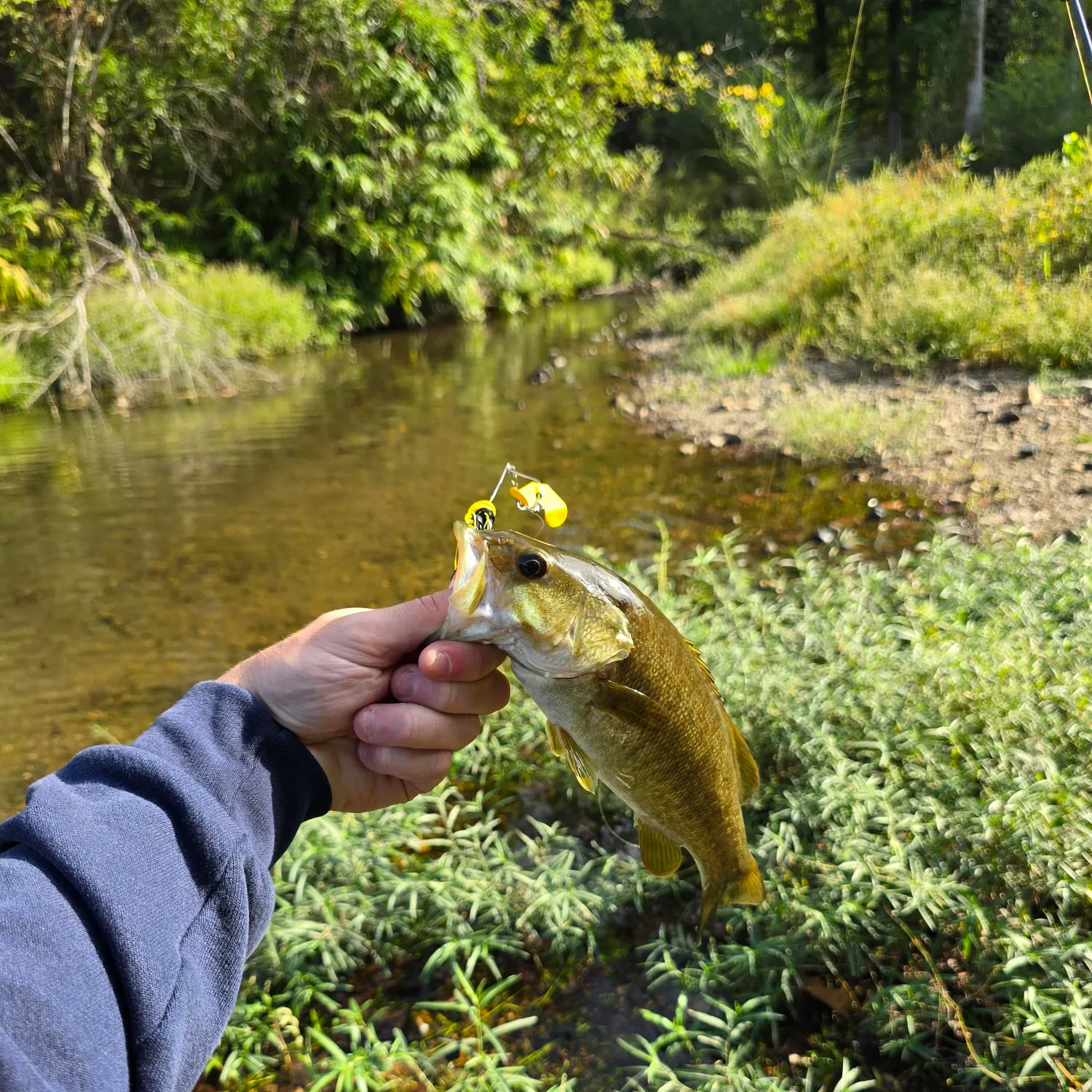 Smallmouth bass caught on Fishbrain