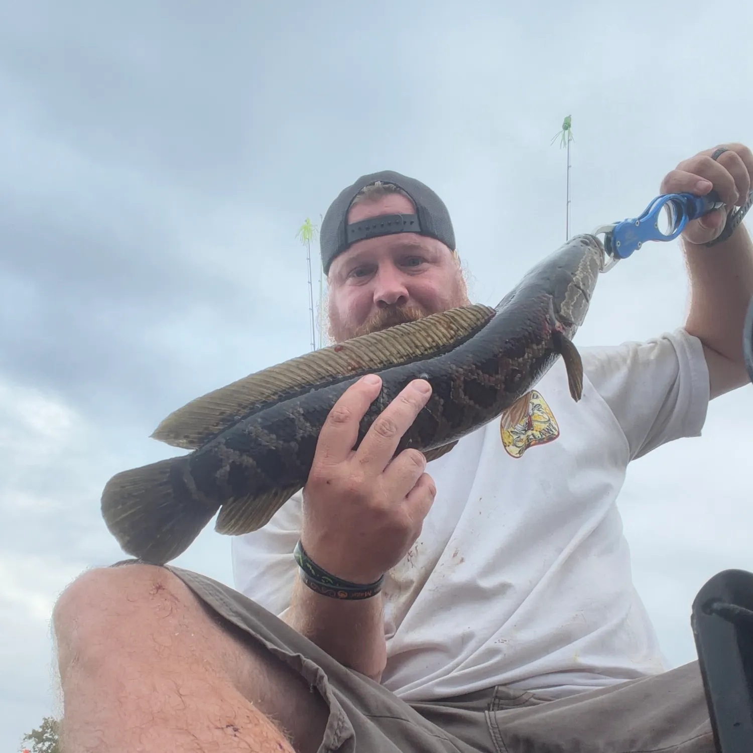 Northern snakehead caught on Fishbrain