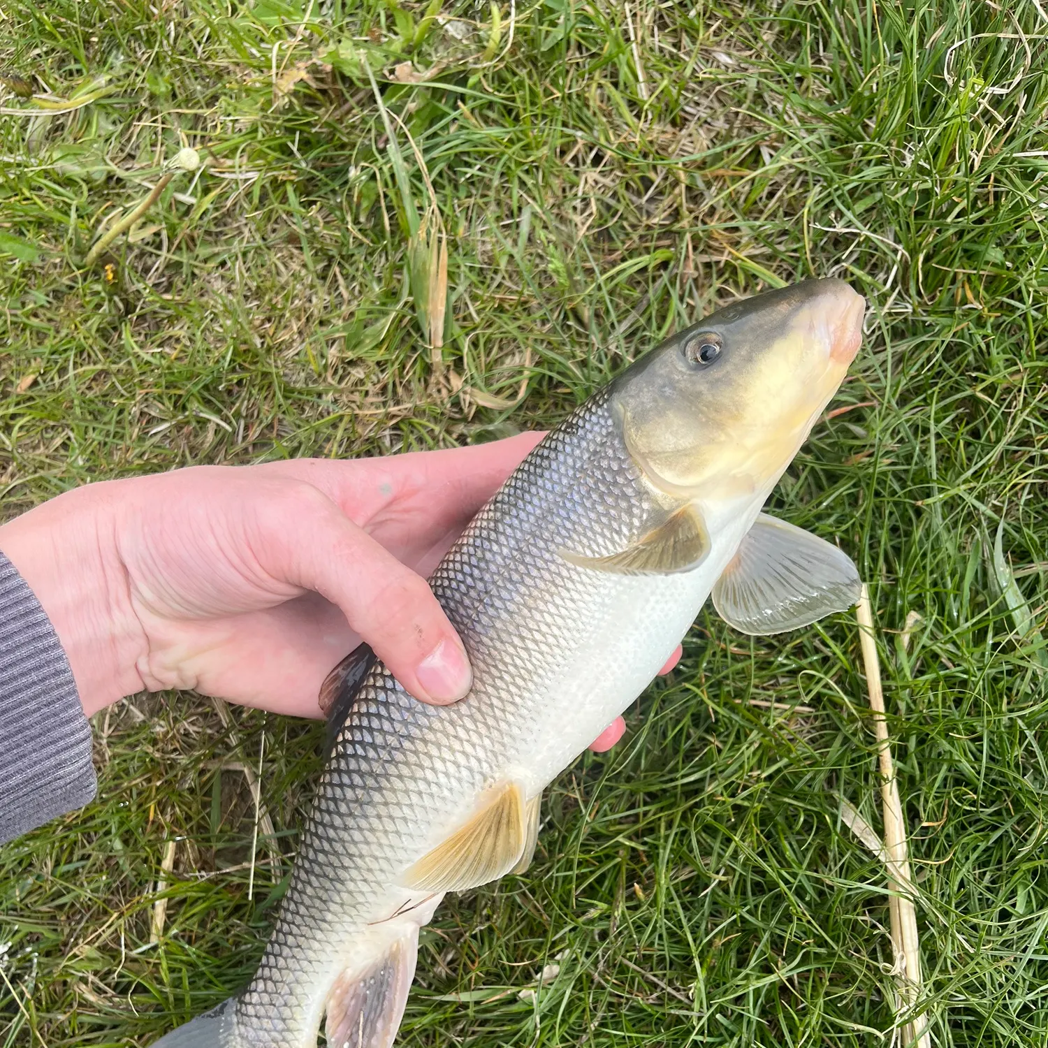 The most recent White sucker catches on Fishbrain