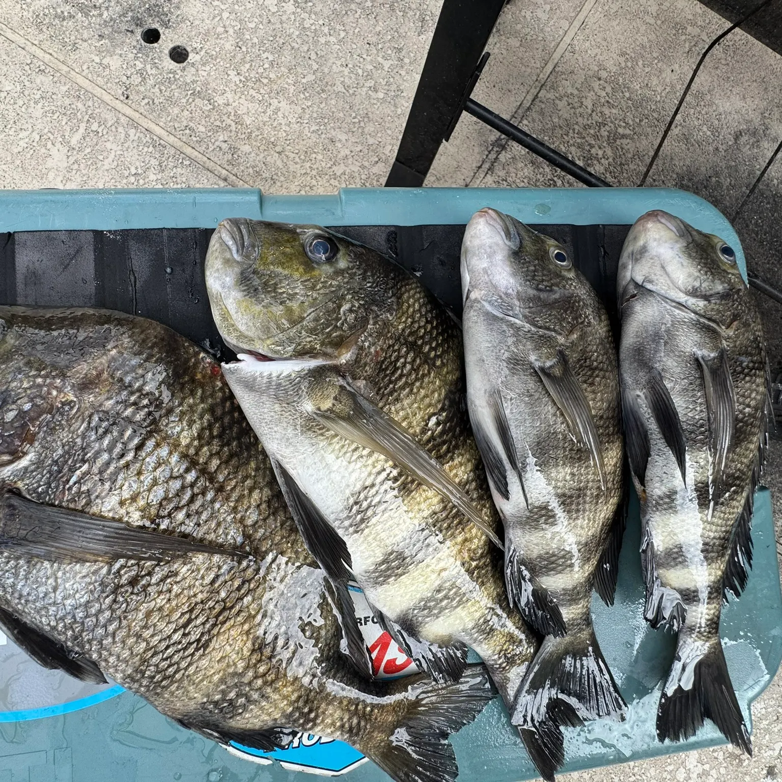 The most recent Sheepshead catches on Fishbrain