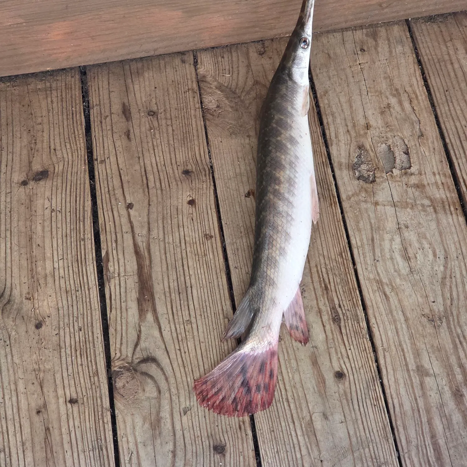 Spotted gar caught on Fishbrain
