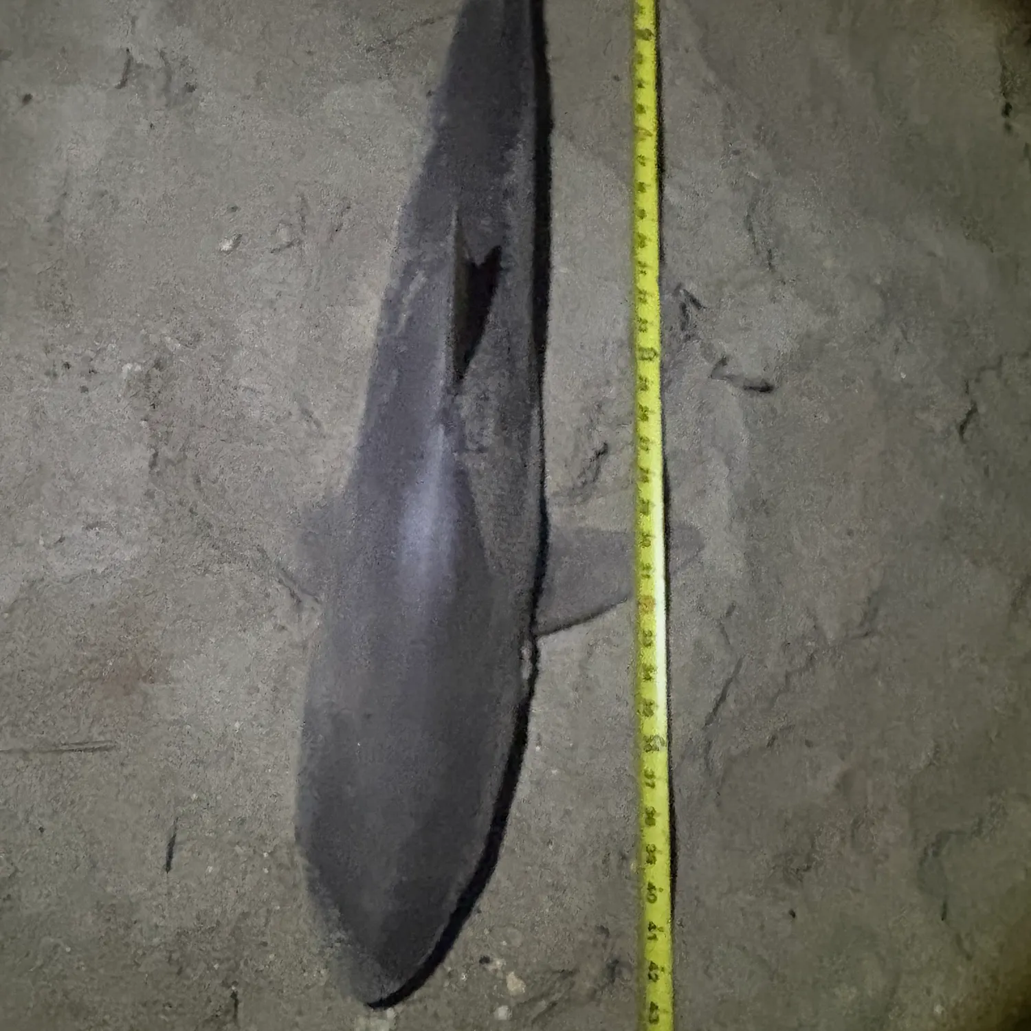 Sandbar shark caught on Fishbrain