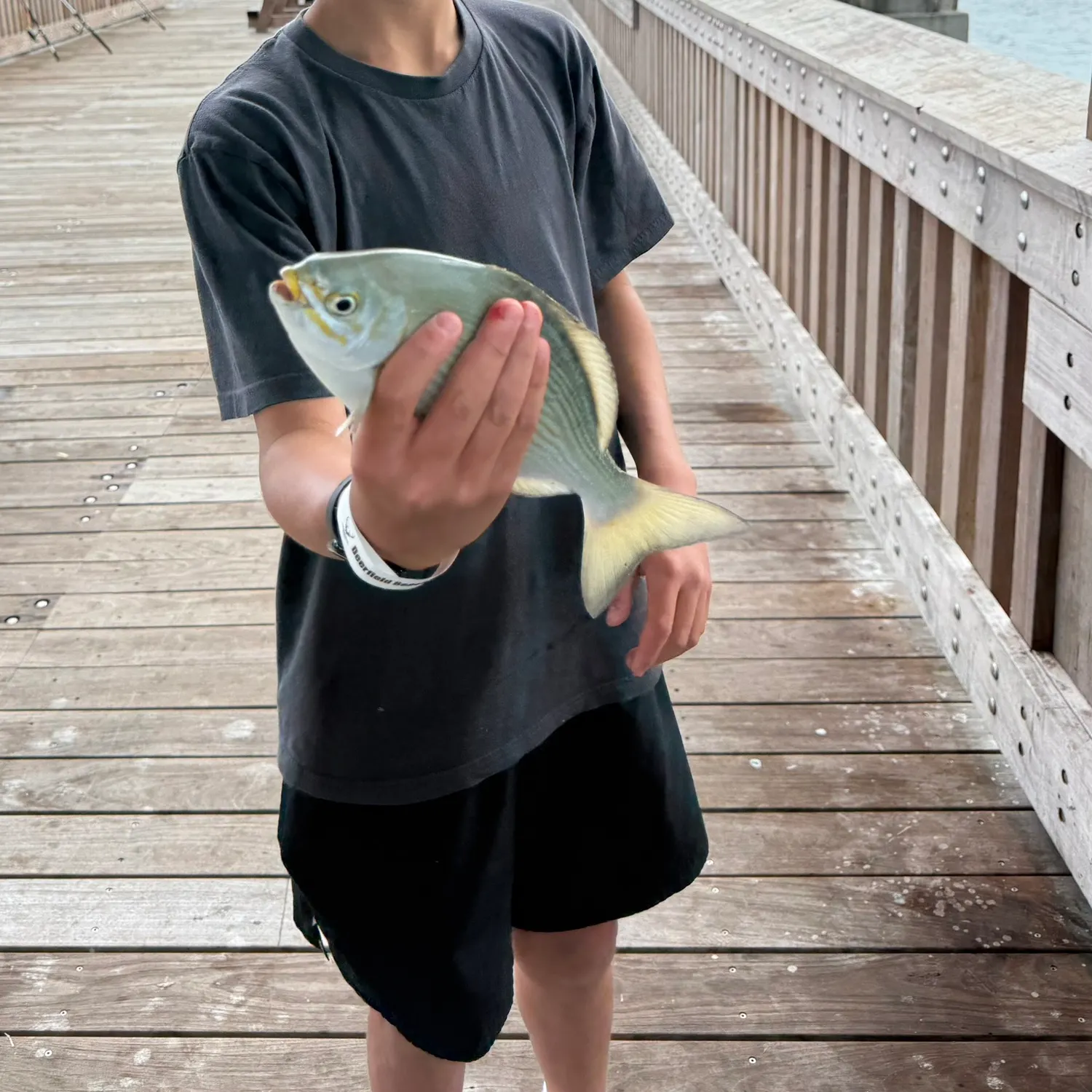 The most recent Bermuda sea chub catches on Fishbrain