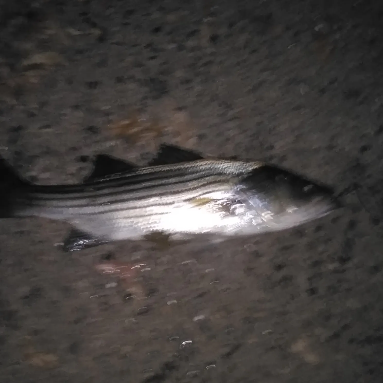 Striped bass caught on Fishbrain