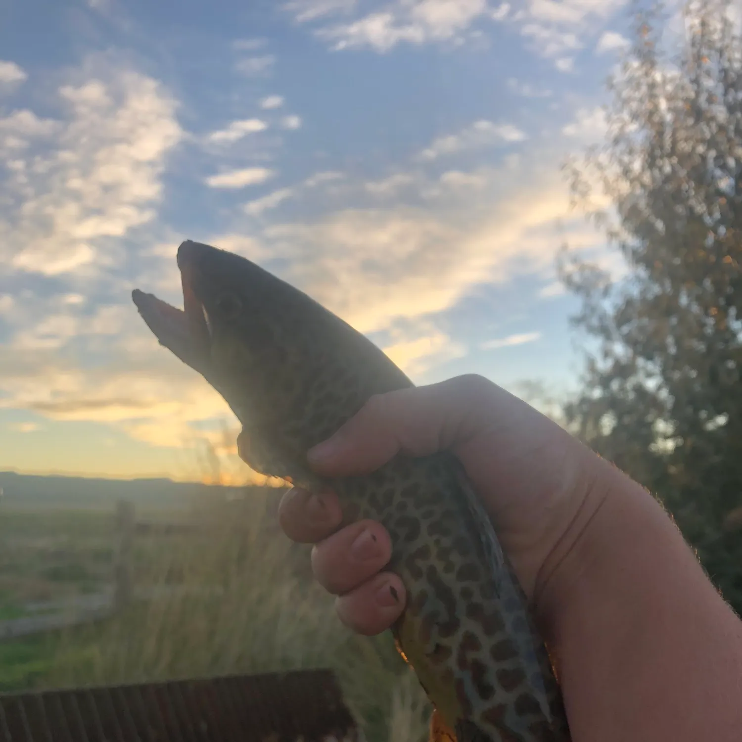 Tiger trout caught on Fishbrain