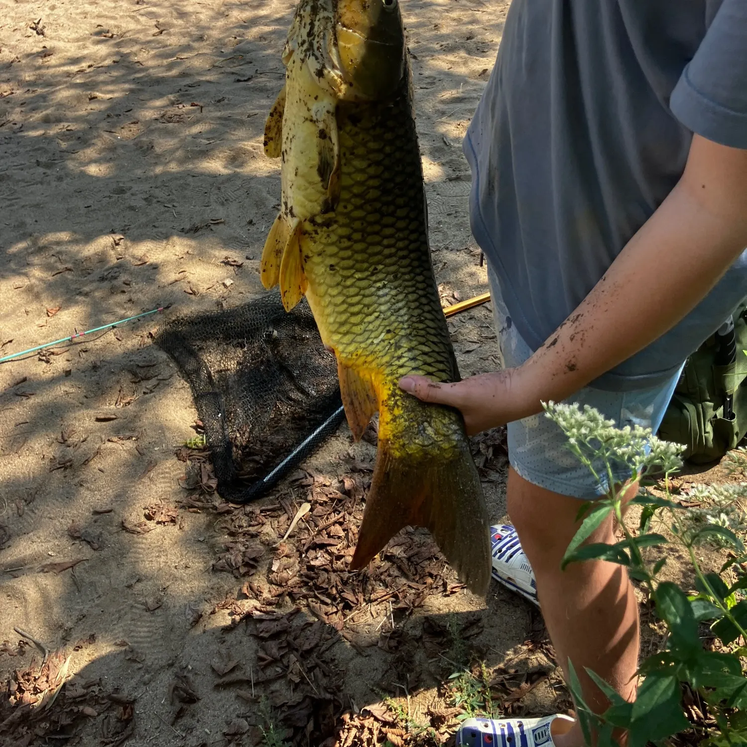 Common carp caught on Fishbrain