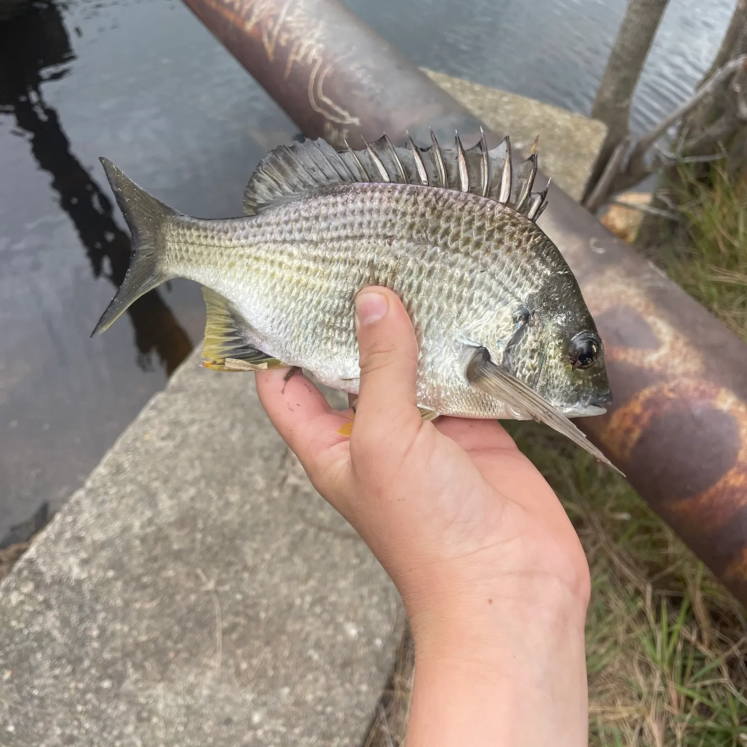 Surf bream caught on Fishbrain