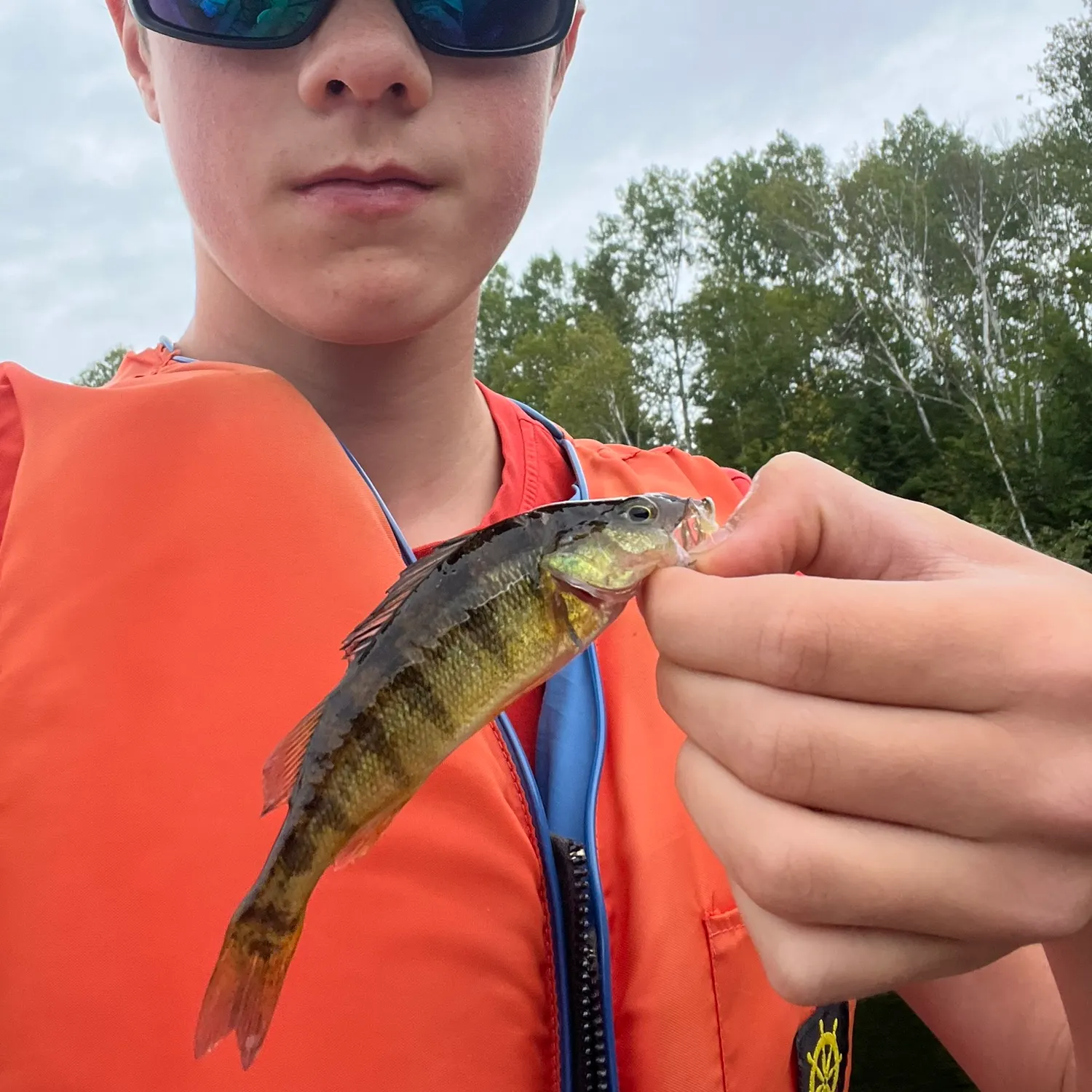 Yellow perch caught on Fishbrain
