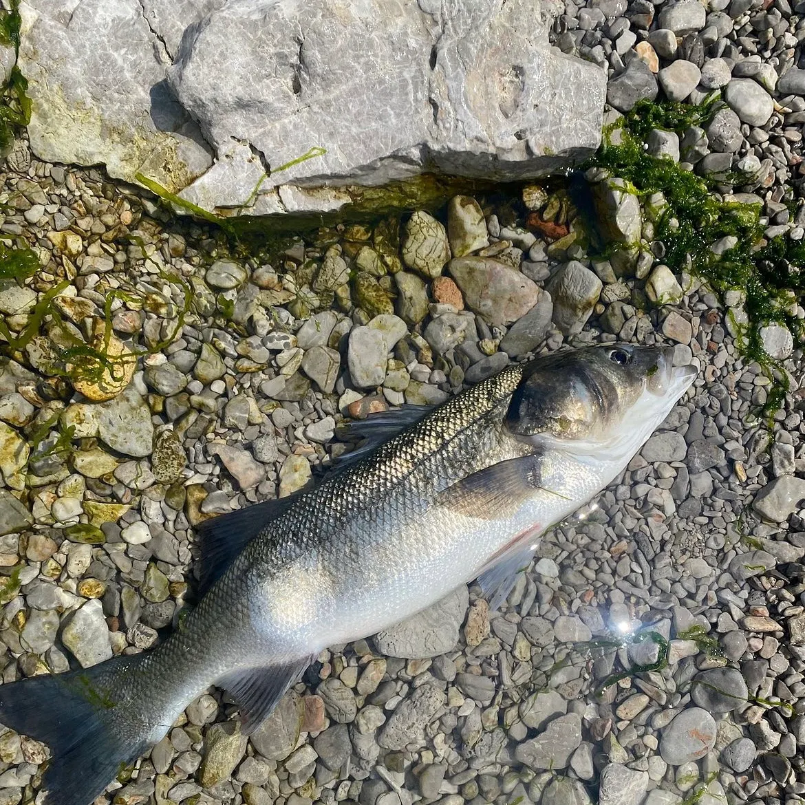 European seabass caught on Fishbrain