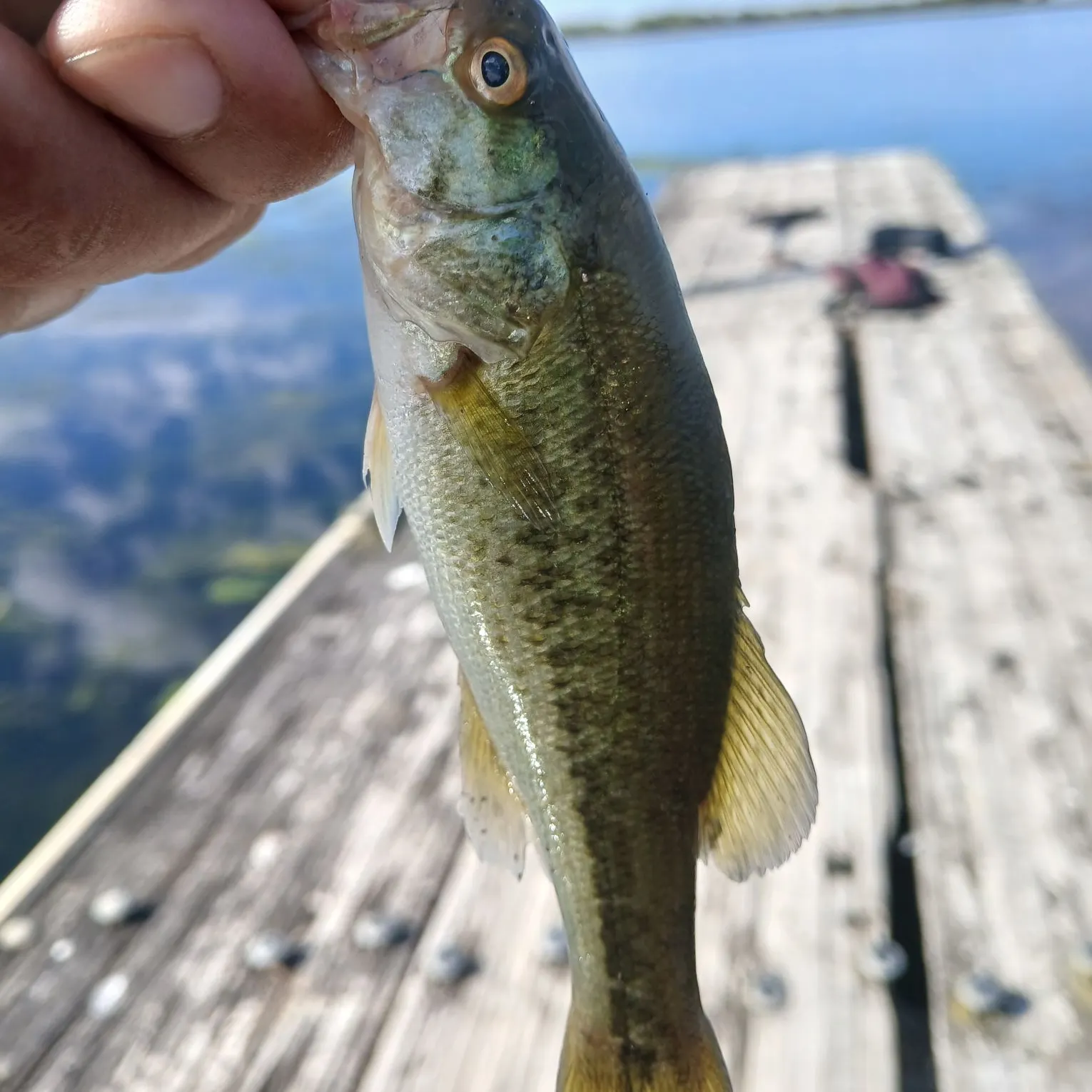 Spotted bass caught on Fishbrain