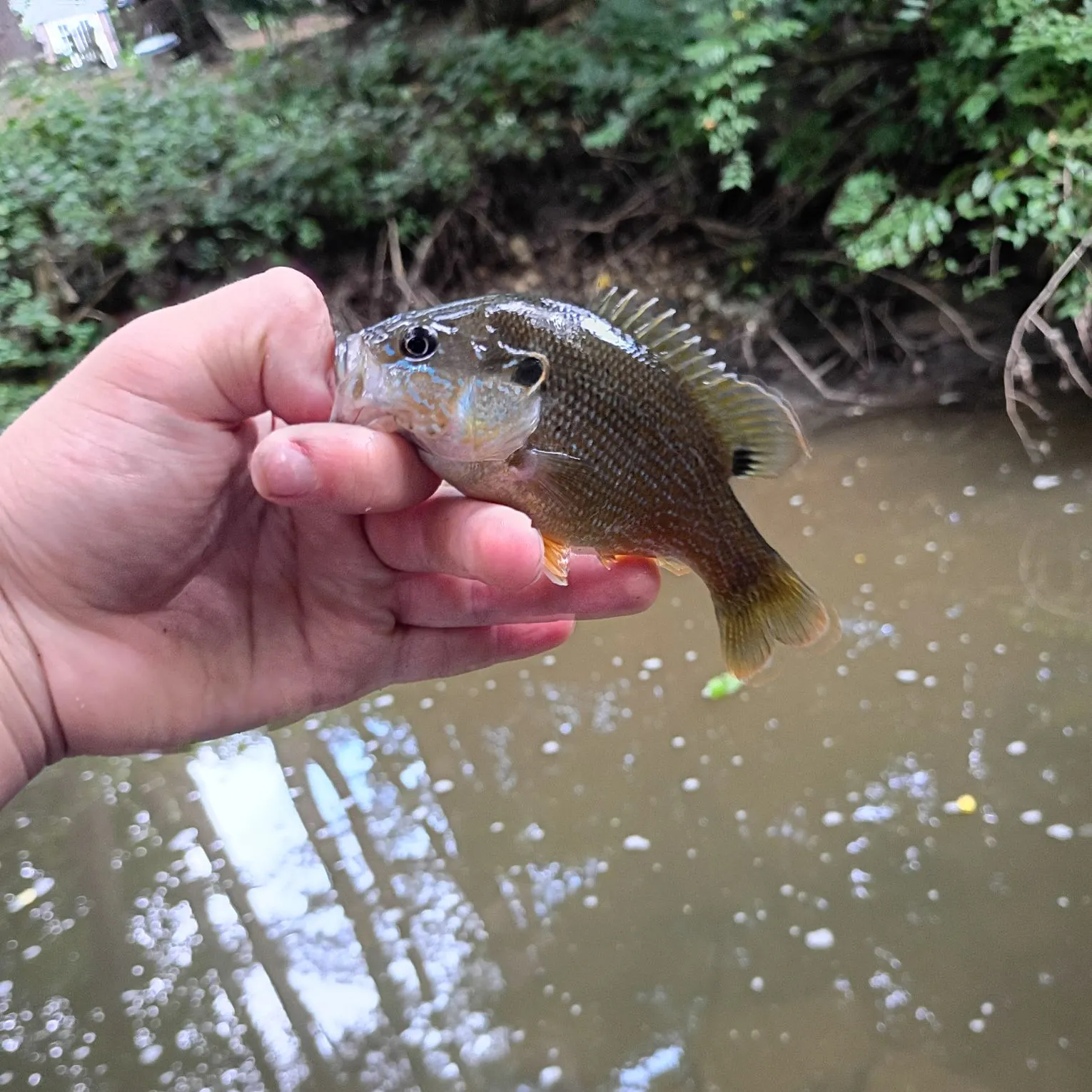 Green sunfish caught on Fishbrain