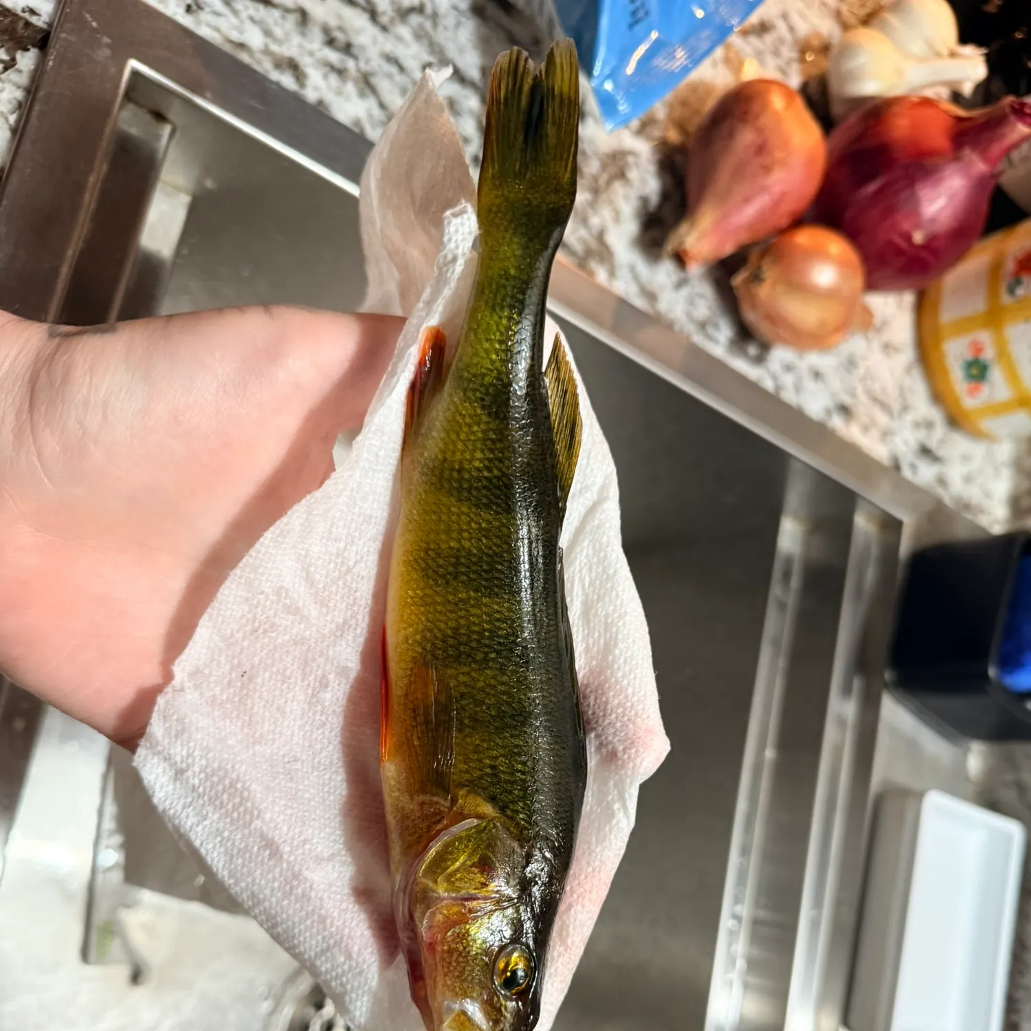 Yellow perch caught on Fishbrain
