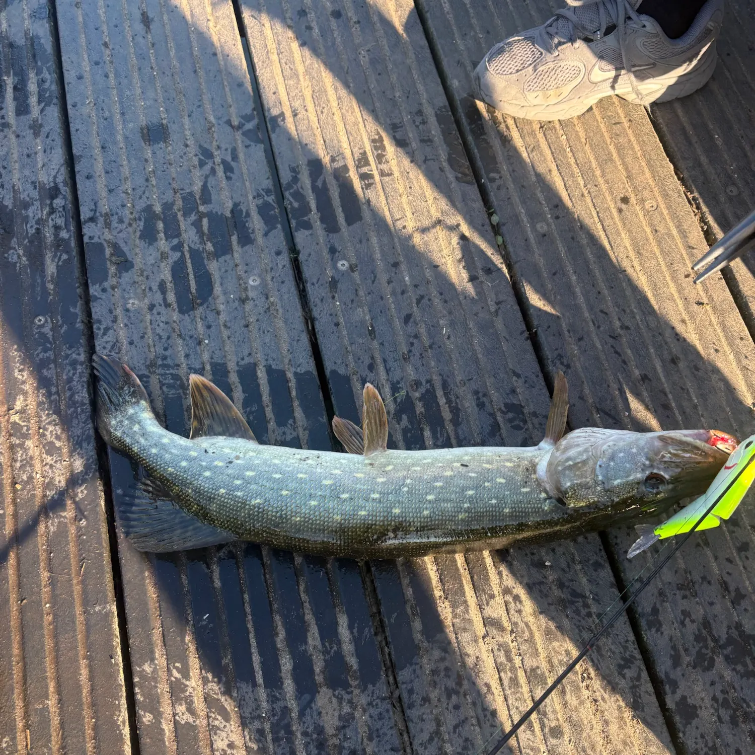 Northern pike caught on Fishbrain