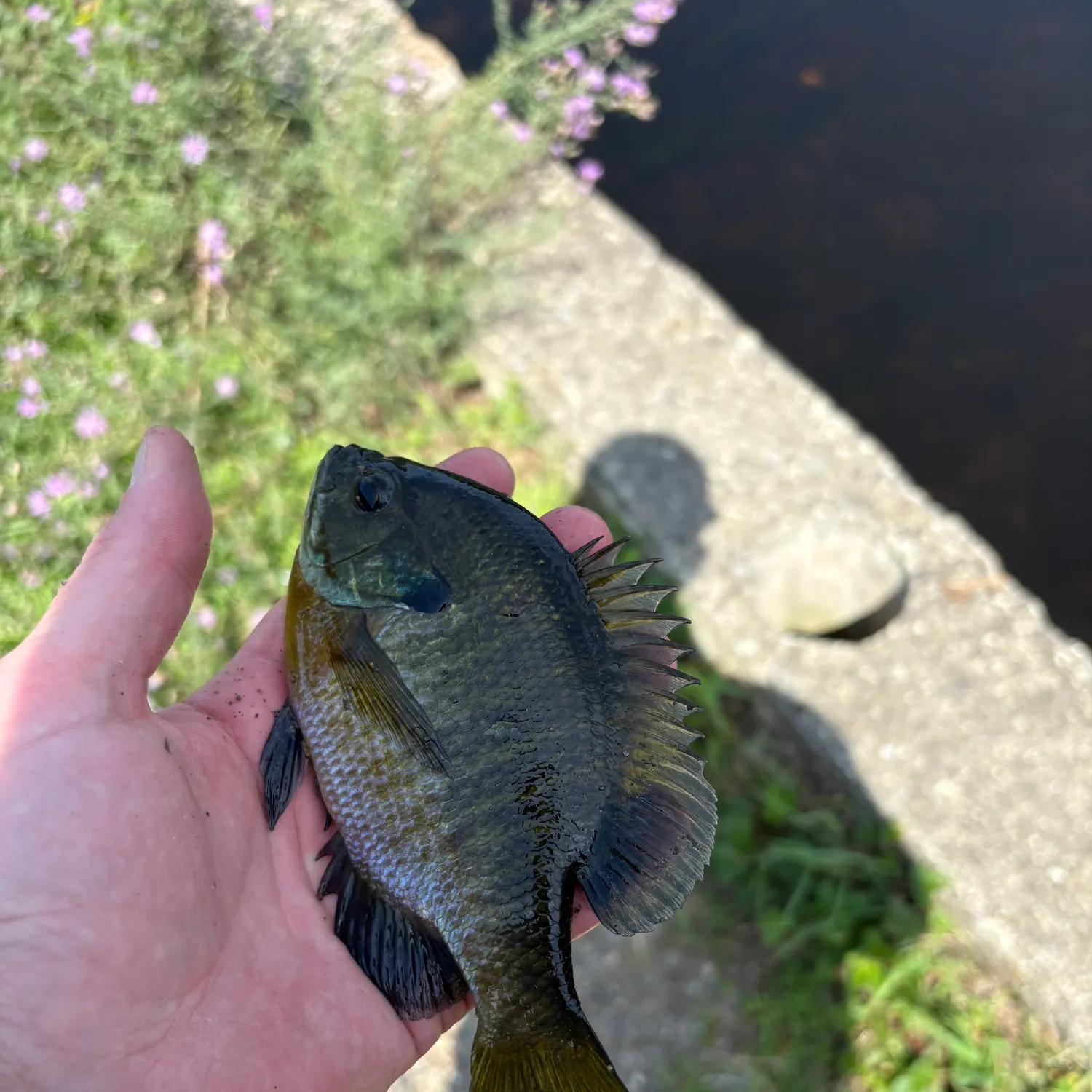 Bluegill caught on Fishbrain