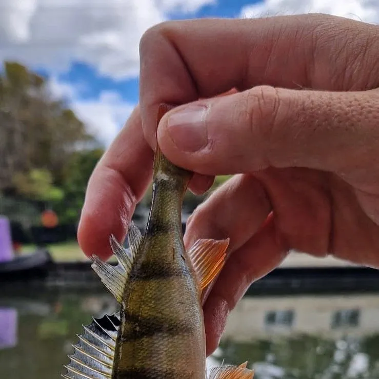European perch caught on Fishbrain
