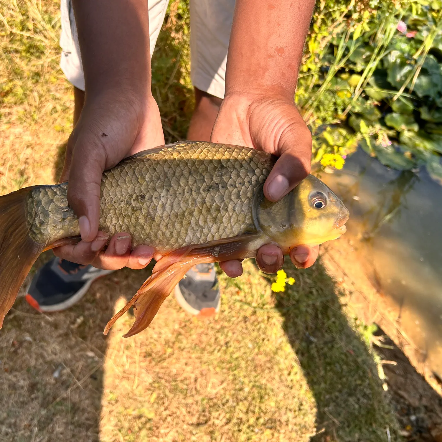 Crucian carp caught on Fishbrain