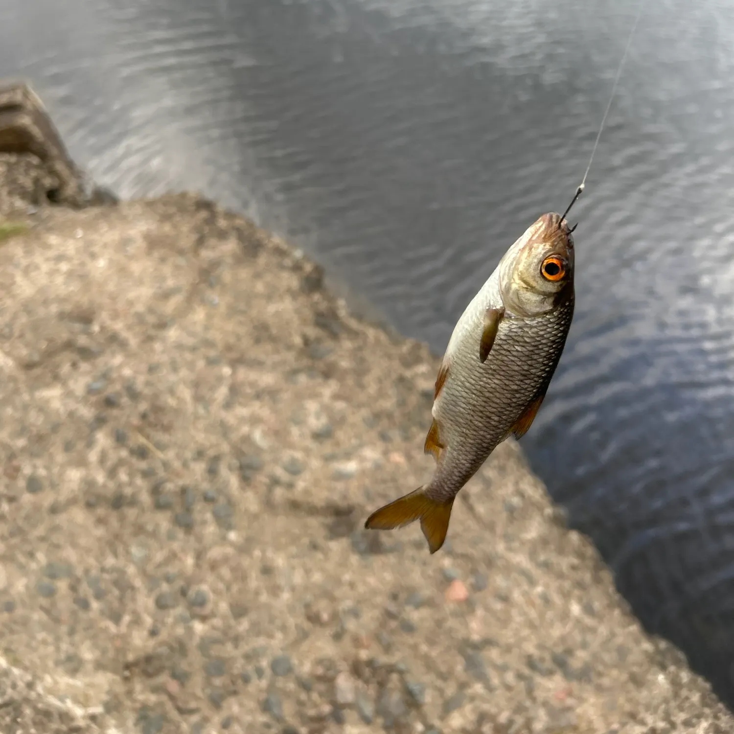 Common roach caught on Fishbrain