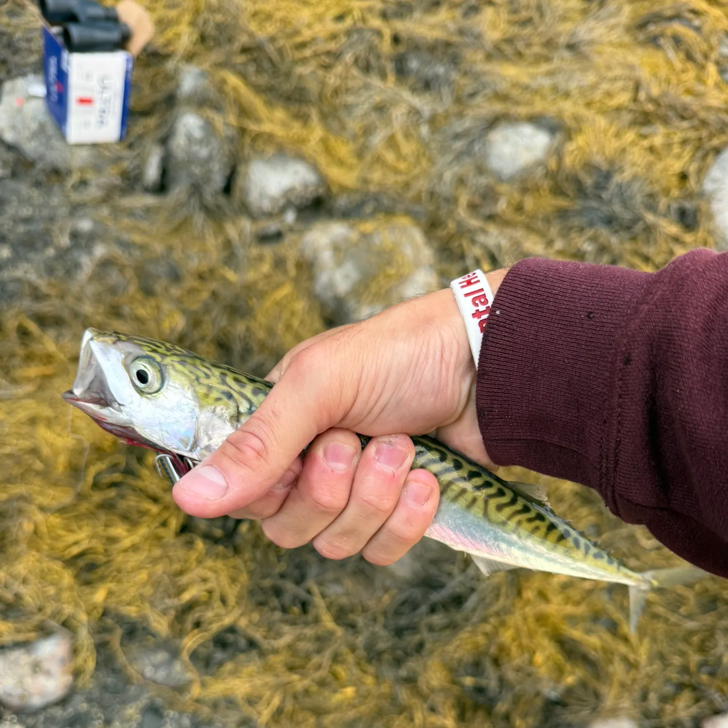 Atlantic mackerel caught on Fishbrain
