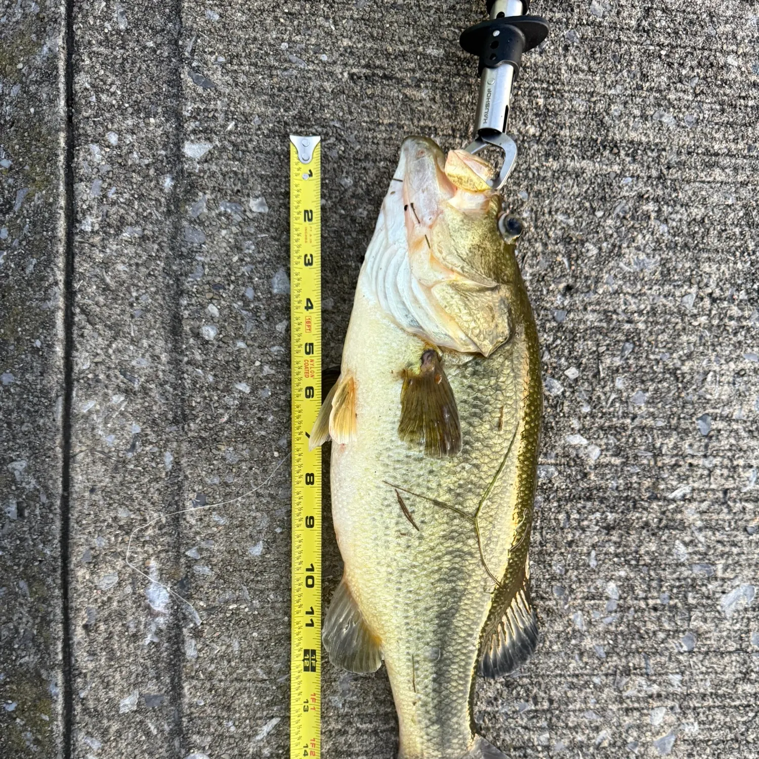 Largemouth bass caught on Fishbrain