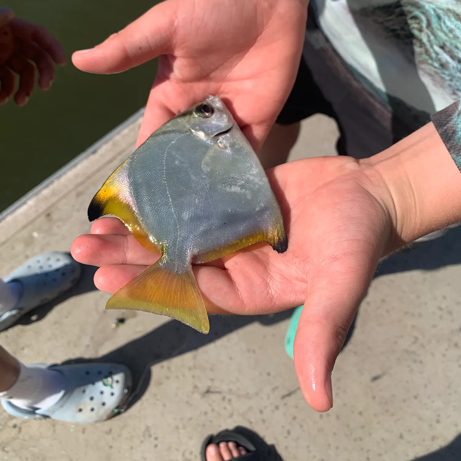 The most recent Silver moony catches on Fishbrain