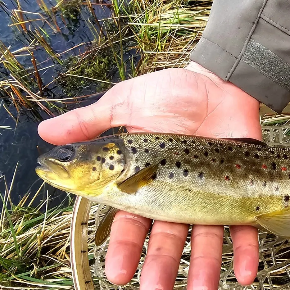 Brown trout caught on Fishbrain
