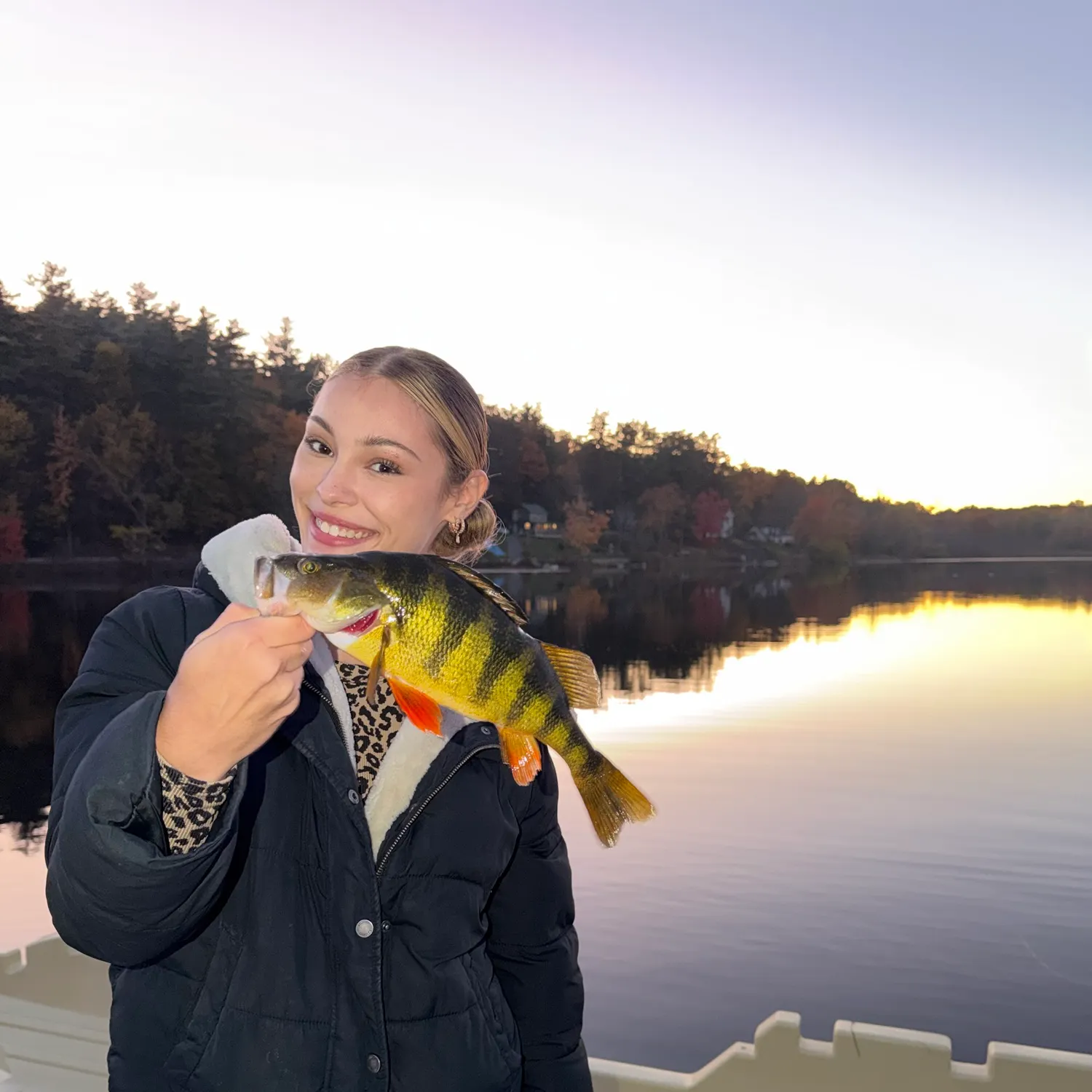 Yellow perch caught on Fishbrain