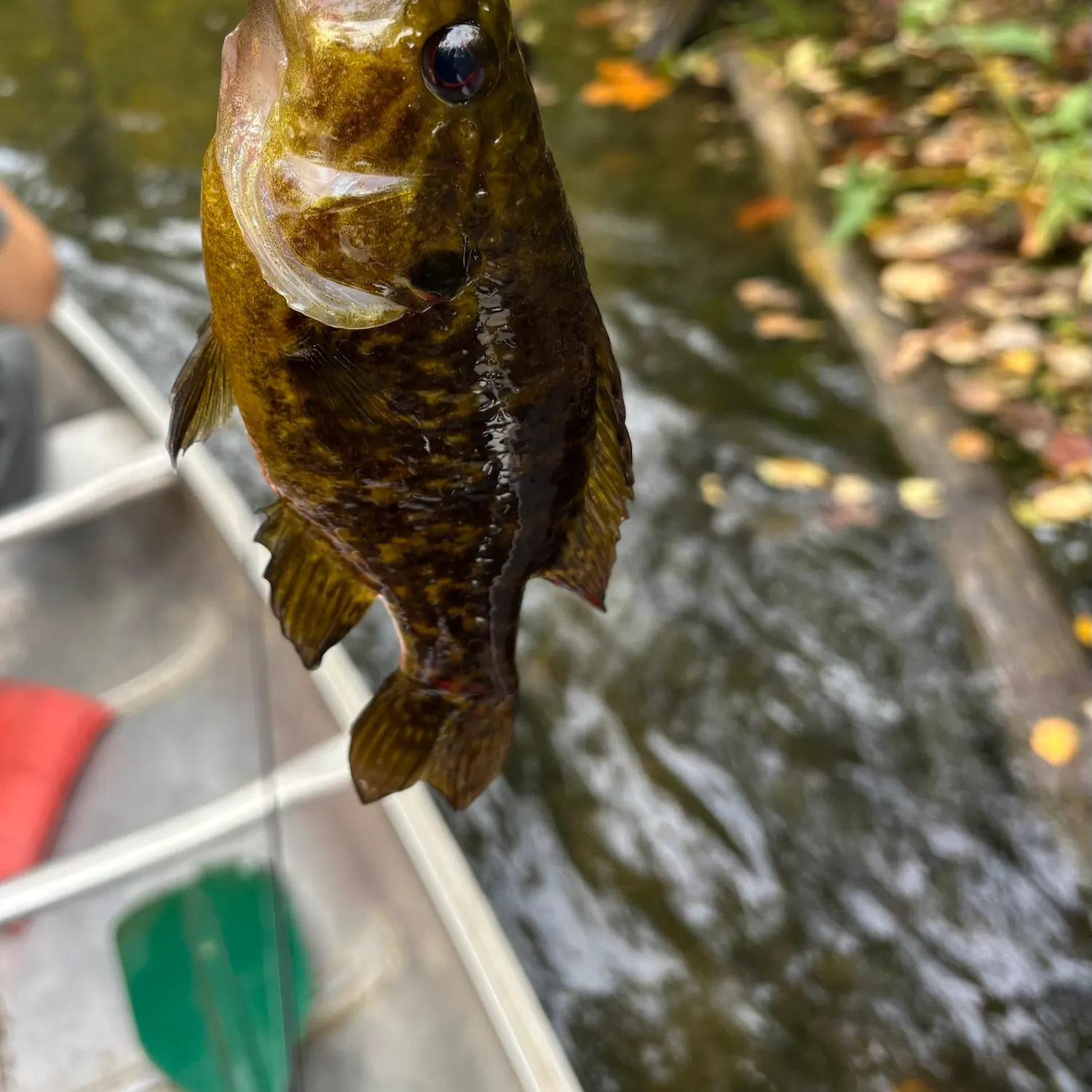 Warmouth caught on Fishbrain