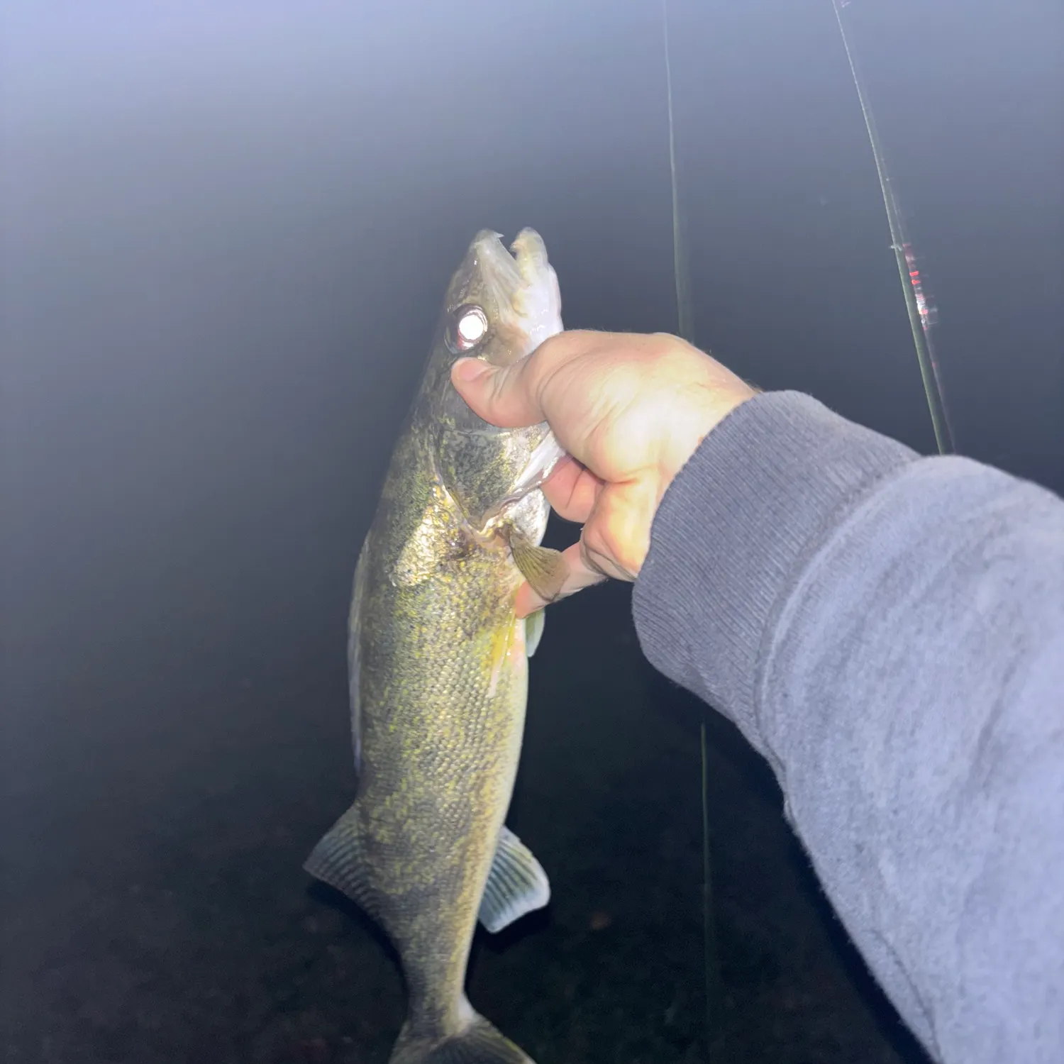 Walleye caught on Fishbrain