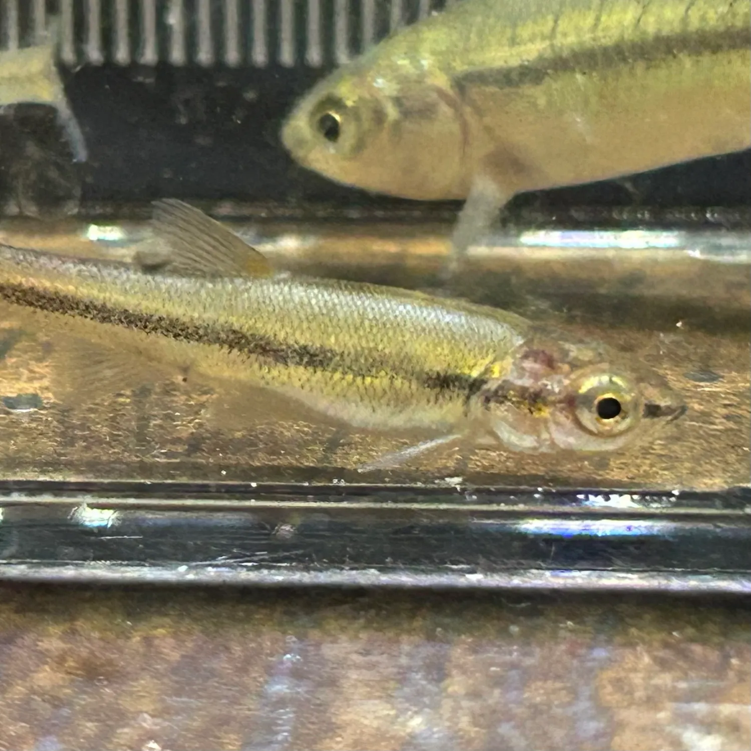 The most recent Bigeye shiner catches on Fishbrain