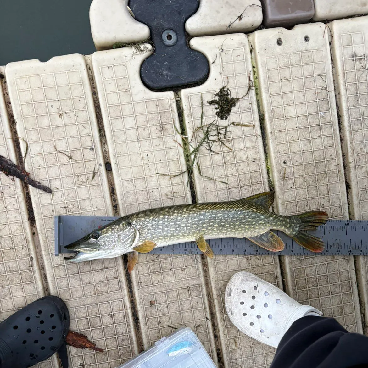 Northern pike caught on Fishbrain