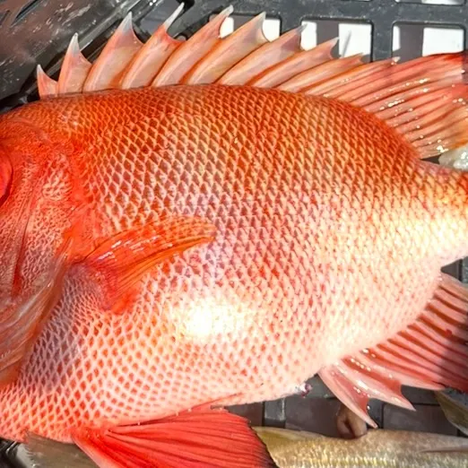 The most recent Malabar blood snapper catches on Fishbrain