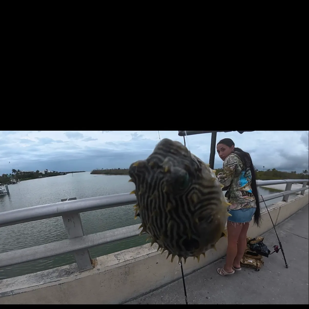 The most recent Spot-fin porcupinefish catches on Fishbrain