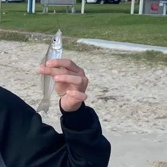 The most recent Sand sillago catches on Fishbrain